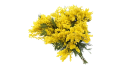 Мимоза
