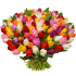 Разноцветные тюльпаны