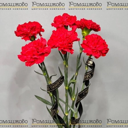 6 гвоздик за 830 - «Ромашково» в Красноярске