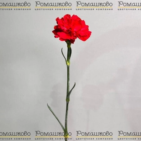Гвоздика красная одноголовая (Колумбия) за 130 - «Ромашково» в Красноярске