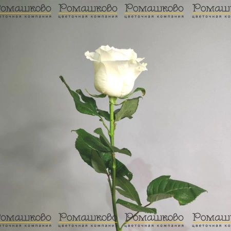 Роза Мондиаль (Эквадор) 50 см за 350 - «Ромашково» в Красноярске
