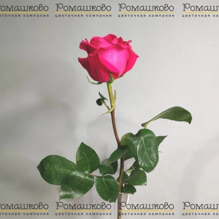 Роза Пинк Флойд (Эквадор) 50 см за 350 - «Ромашково» в Красноярске