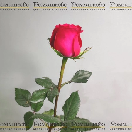 Роза Готча (Эквадор) 70 см за 380 - «Ромашково» в Красноярске