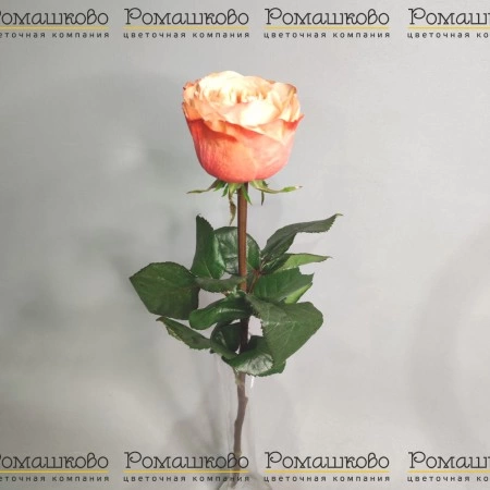 Роза Кахала (Эквадор) 60 см за 370 - «Ромашково» в Красноярске