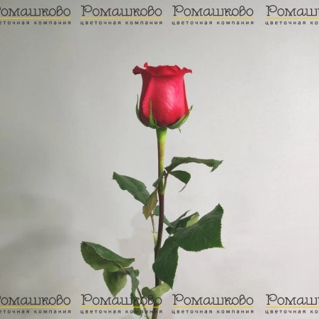Роза красная (Эквадор) 60 см за 330 - «Ромашково» в Красноярске