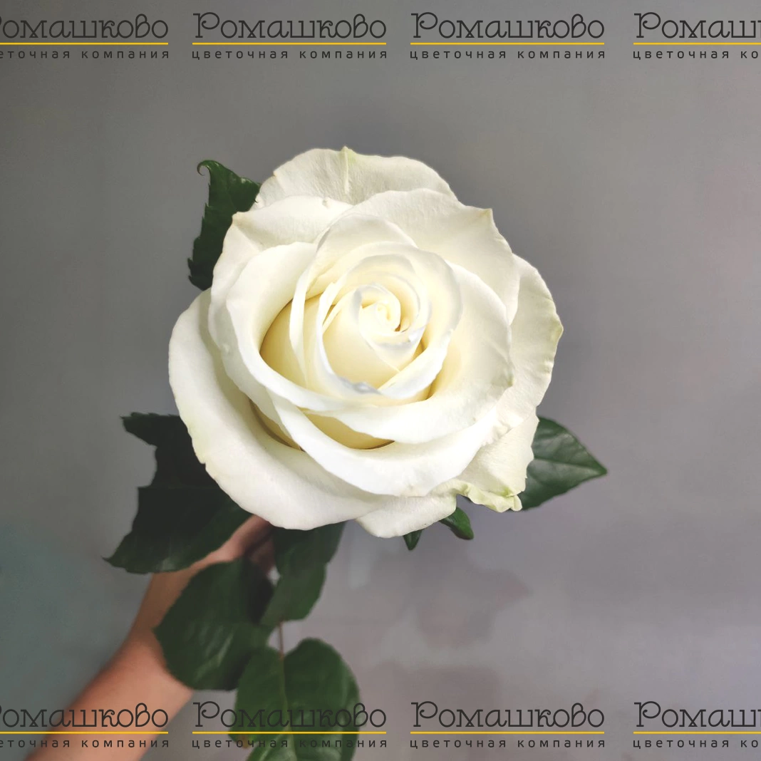 Роза «Мондиаль» пинк, фантазия: фото, отзывы, выращивание и уход