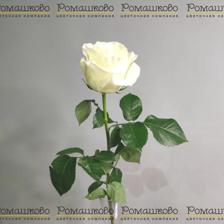 Роза Фест Леди (Эквадор) 60 см за 370 - «Ромашково» в Красноярске