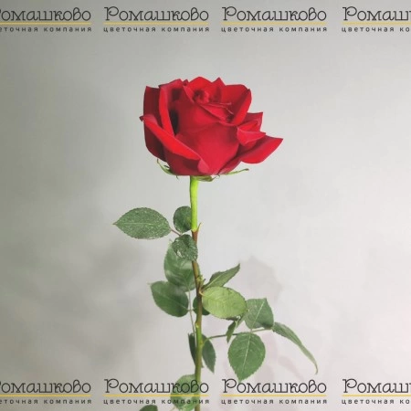 Роза Эксплорер (Эквадор) 60 см за 370 - «Ромашково» в Красноярске