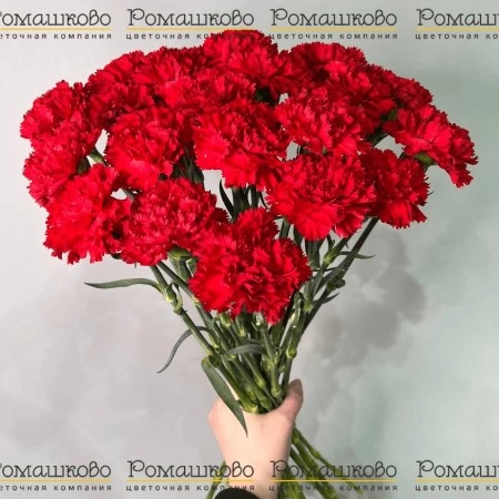 20 Красных гвоздик за 2 200 - «Ромашково» в Красноярске