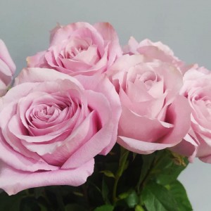 Превью 13 нежных роз