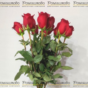 Превью 11 алых роз