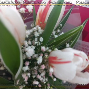 Превью Букет из тюльпанов «Скрипка»