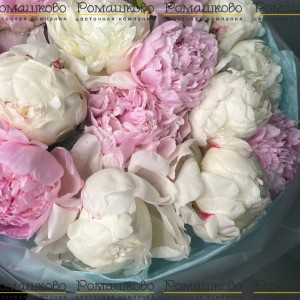 Превью Букет из пионов «Чувственность»