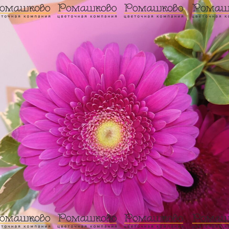 Букет из гербер «Роман по переписке»