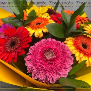 Превью Букет из гербер «Сезон любви»