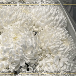 Превью Букет из хризантемы «Верона»