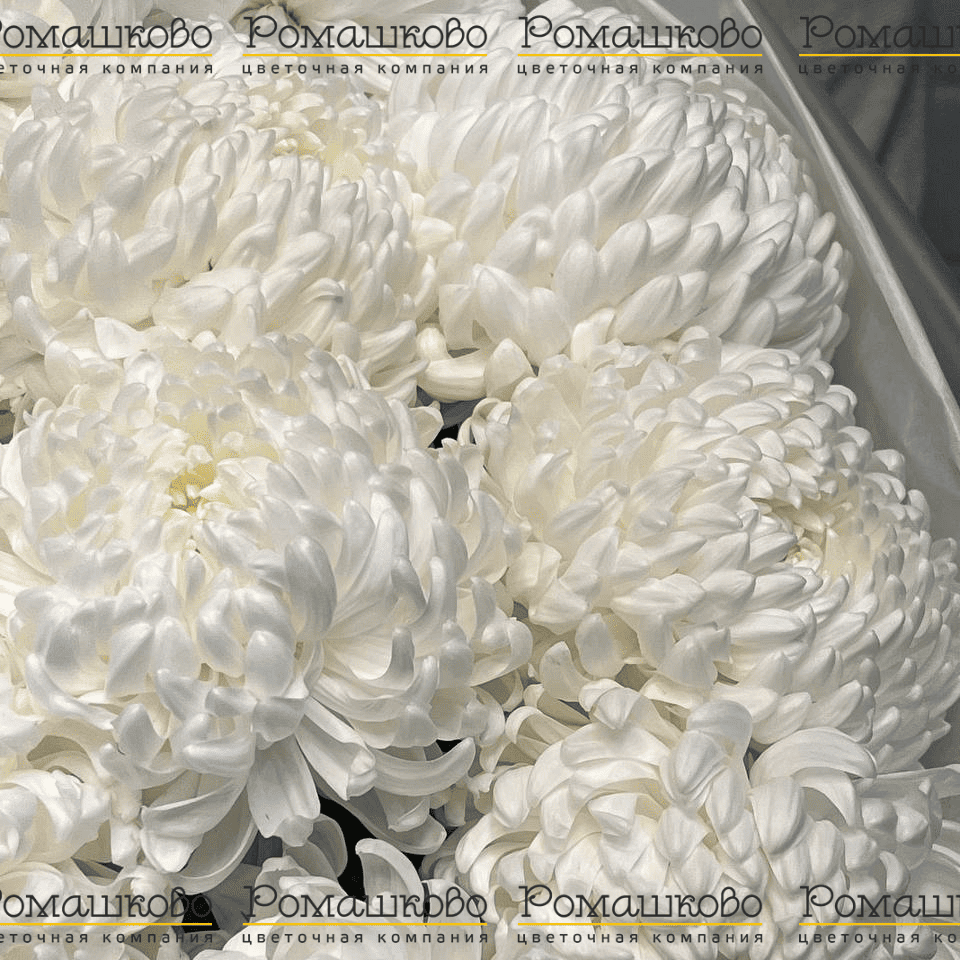 Букет из хризантемы «Верона»