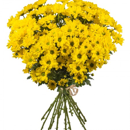 Желтые хризантемы
