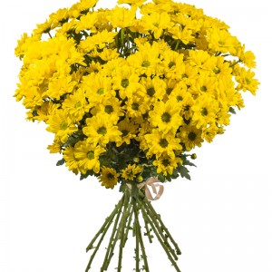 Превью Желтые хризантемы