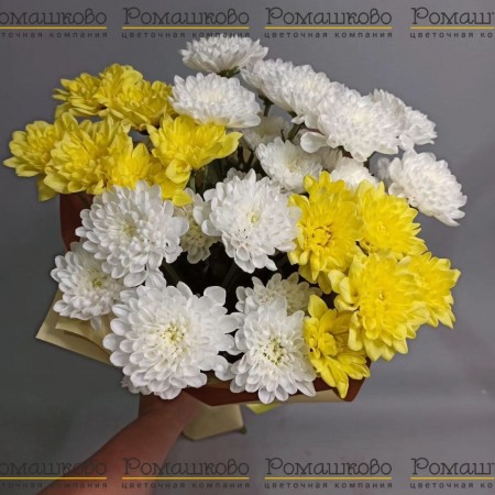 5 Бело-желтых хризантем за 1 580 - «Ромашково» в Красноярске