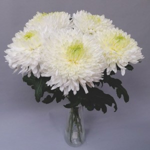 Превью Хризантема одноголовая ШАР 5 шт.