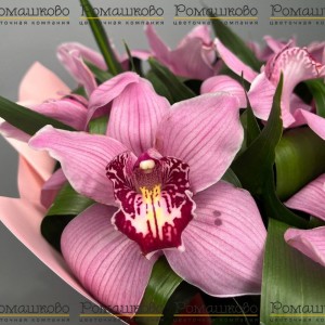 Превью Букет из орхидей «Дикая орхидея»