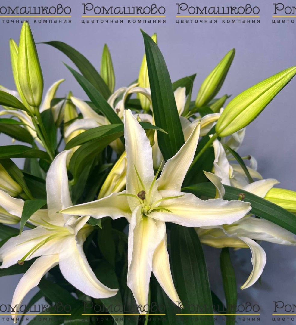 Букет из лилий «Фиеста»