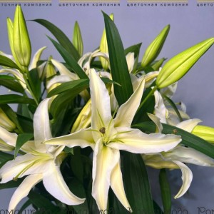 Превью Букет из лилий «Фиеста»