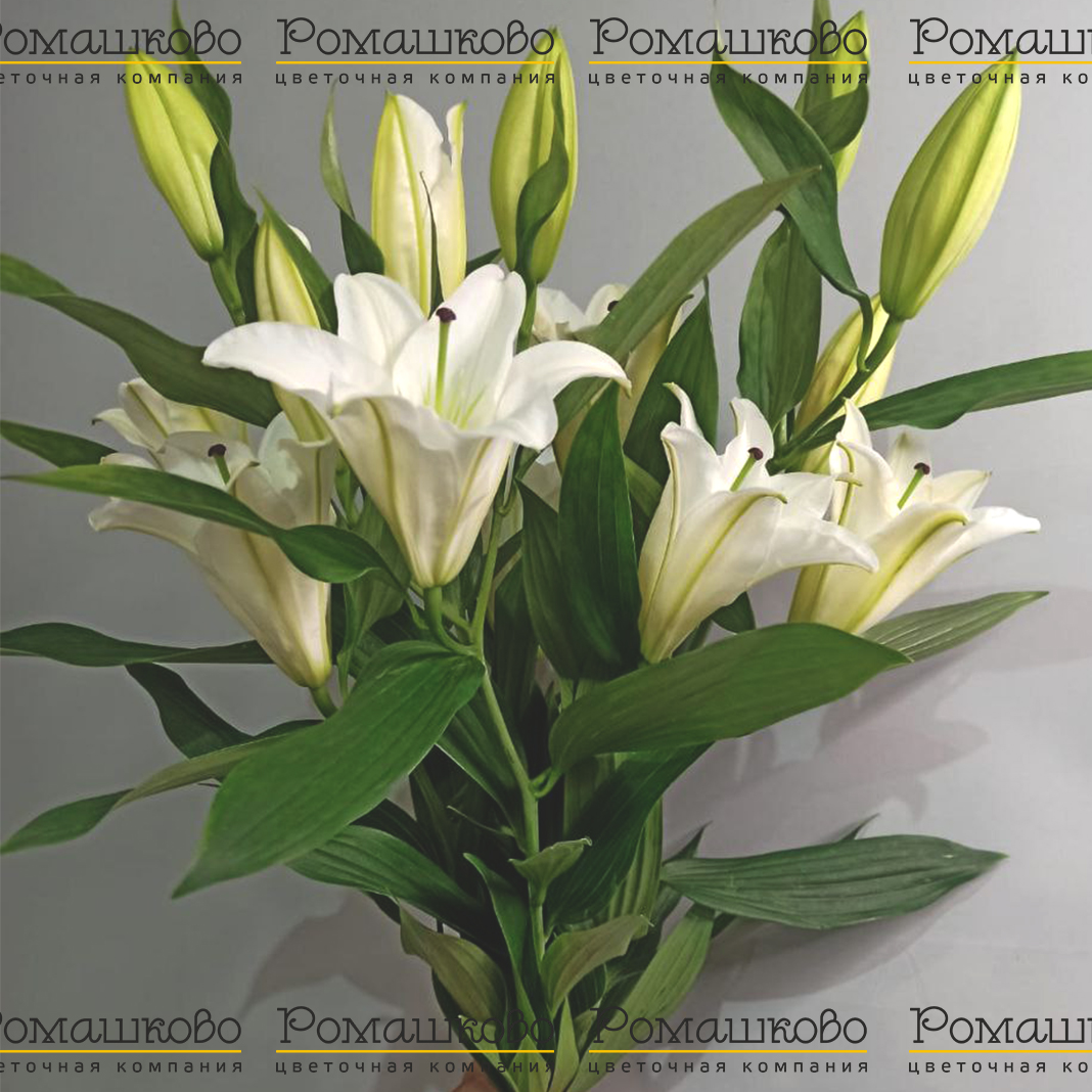 Букет из лилий «Ангел А»