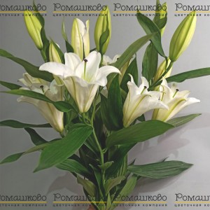 Превью Букет из лилий «Ангел А»