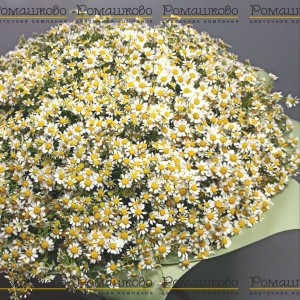 Превью Букет из ромашек «Запах лета»