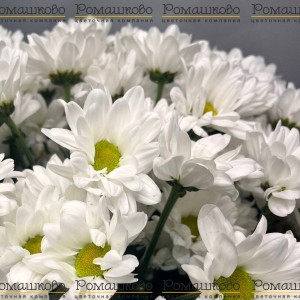 Превью Букет из ромашек «Гадание на чувства»