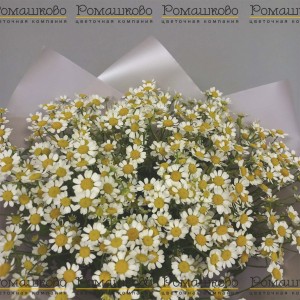Превью Букет из ромашек «Куда приводят мечты»