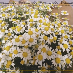 Превью Букет из ромашек «Признание в любви»