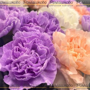 Превью Букет из гвоздик «Сиреневый туман»