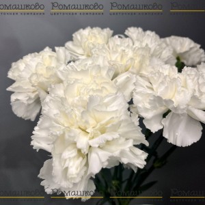 Превью Букет из гвоздик «Катюша»