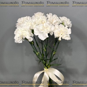 Превью Букет из гвоздик «Катюша»