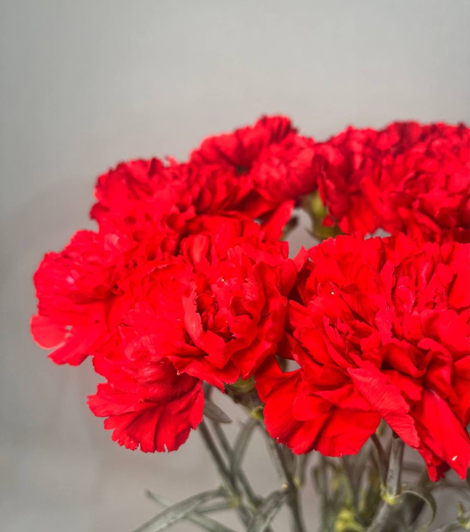 Букет из гвоздик «Вечный огонь»