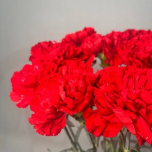 Превью Букет из гвоздик «Вечный огонь»