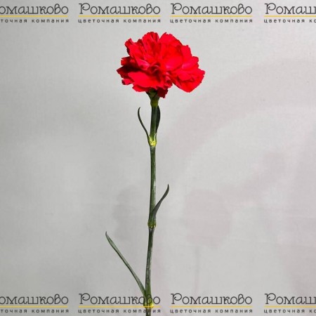 Гвоздика красная одноголовая (Колумбия) за 90 - «Ромашково» в Красноярске