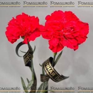 Превью 2 гвоздики