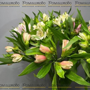 Превью Букет из альстромерий «Поздравление на свадьбу»