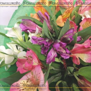 Превью Букет из альстромерий «Зеленая миля»