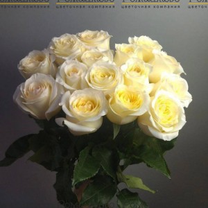 Превью Букет «Лайм»