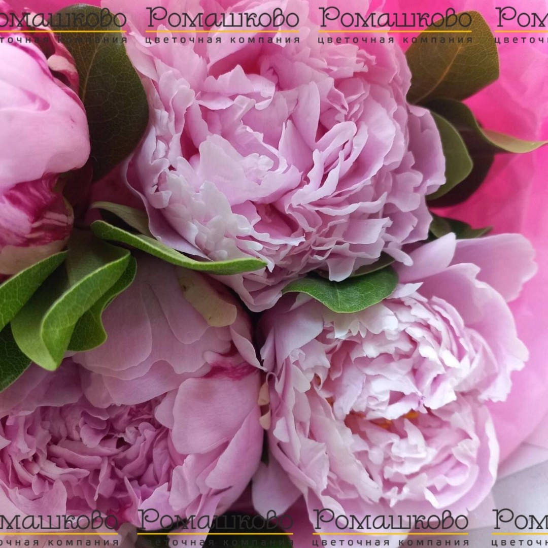 Букет из пионов «Касабланка»