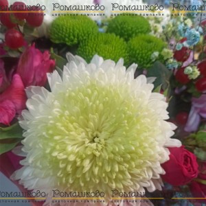 Превью Букет из хризантем «Слова восторга»