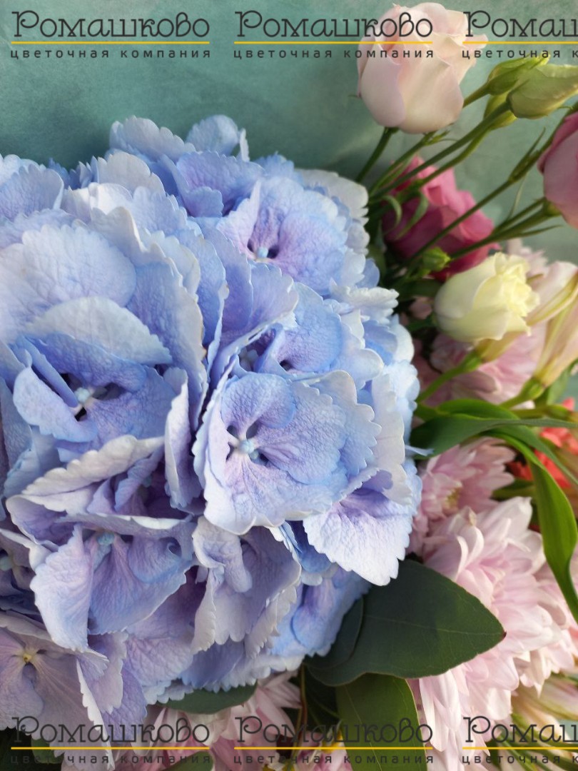 Букет из гортензий «Индиго»