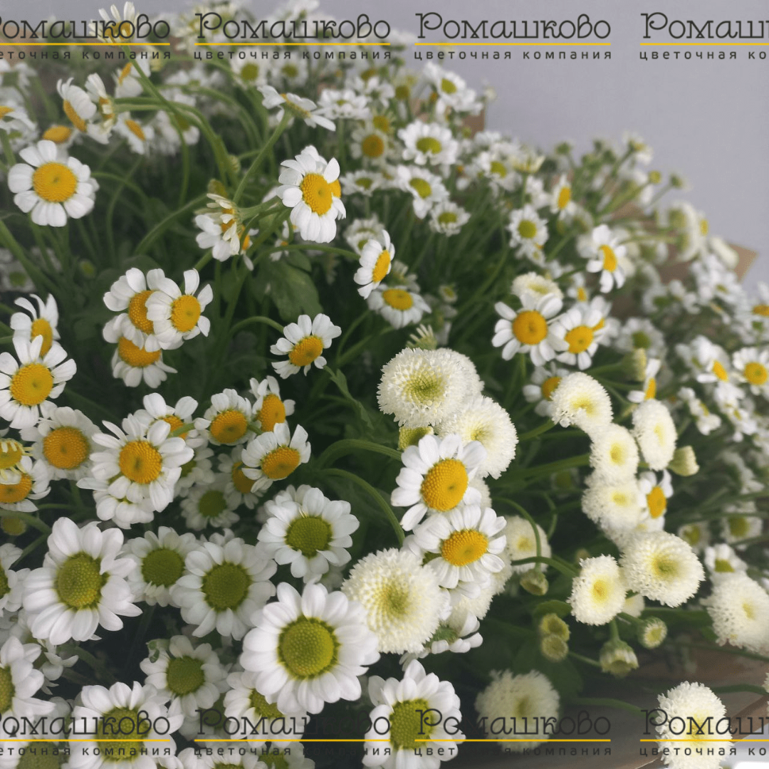 Букет из ромашек «Ромэо»