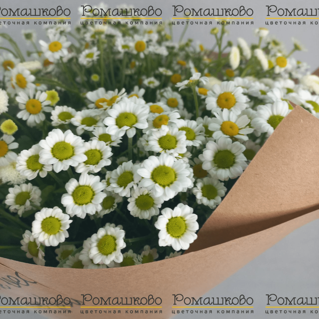 Букет из ромашек «Ромэо»
