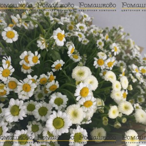 Превью Букет из ромашек «Ромэо»